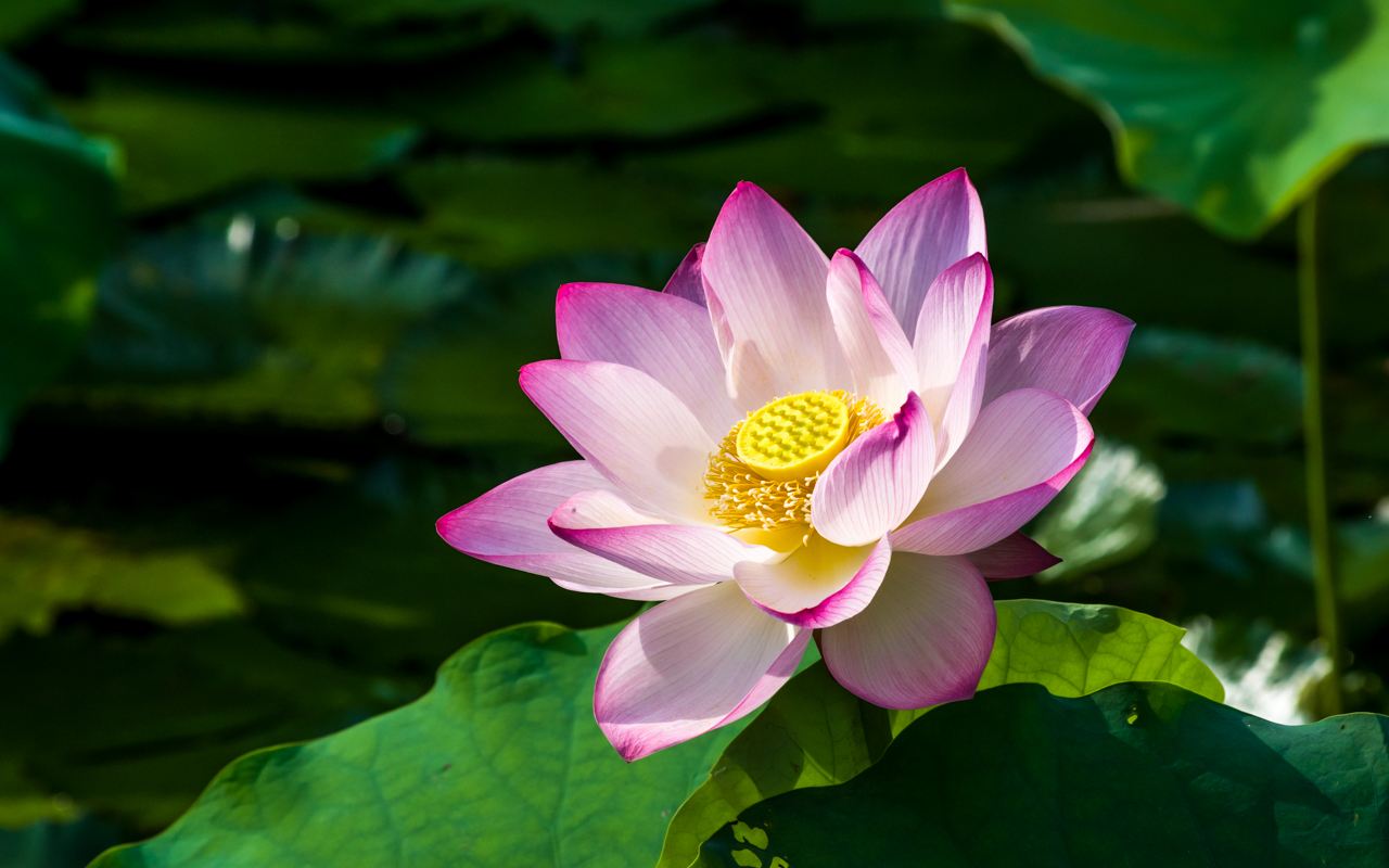 山清水澈始于信 化污为莲践于行